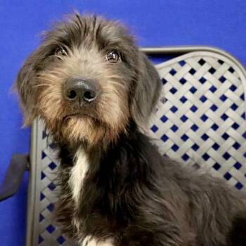 Bruno -  Dachshund and Schnauzer Dog for Adoption in Midland, Texas - Bruno | PetCurious