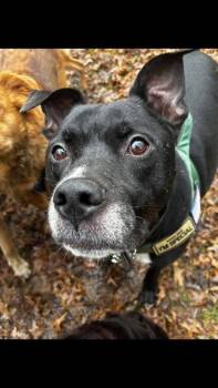 Terrier Dogs Available for Adoption in Herndon, Virginia - Trevor | PetCurious