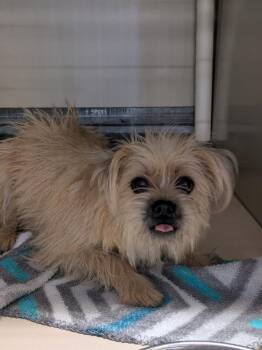 Punkin -  Pug and Yorkshire Terrier Dog for Adoption in Brownwood, Texas - Punkin | PetCurious