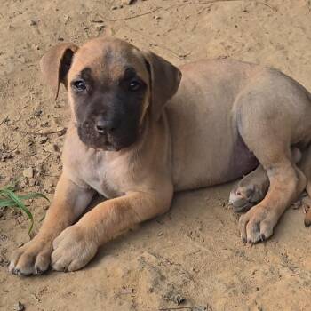 Sarah -  Mixed Breed Dog for Adoption in Brownsboro, Alabama - Sarah | PetCurious