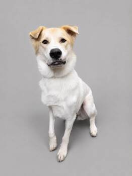 Wylie -  Great Pyrenees Dog for Adoption in Coldwater, Michigan - Wylie | PetCurious