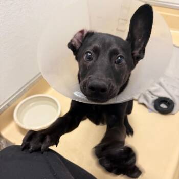 Pete Patty -  Shepherd Dog for Adoption in San Antonio, Texas - Pete Patty | PetCurious