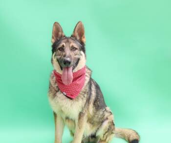 Rescue German Shepherd Dog Dogs for Adoption in Islip Terrace, New York - Thor | PetCurious