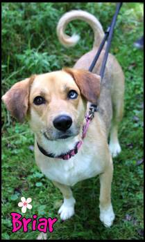 Briar -  Husky Dog for Adoption in Shippenville, Pennsylvania - Briar | PetCurious