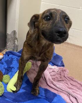 Chrissy -  German Shepherd Dog Dog for Adoption in Vancouver, Washington - Chrissy | PetCurious