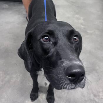 Lucy -  Labrador Retriever Dog for Adoption in Tampa, Florida - Lucy | PetCurious