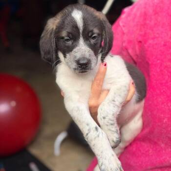 Horton -  Mixed Breed Dog for Adoption in Fredericksburg, Virginia - Horton | PetCurious