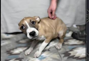 Shepherd and Pit Bull Terrier Dogs Available for Adoption in Aurora, Indiana - Floyd Dawgs : Orisa | PetCurious