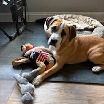 Hound and Boxer Dogs Available for Adoption in Wake Forest, North Carolina - Zenni | PetCurious