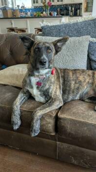 Duchess aka Ms. Perfect -  Dutch Shepherd Dog for Adoption in Houston, Texas - Duchess Aka Ms. Perfect | PetCurious