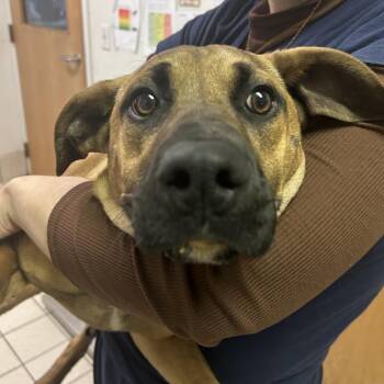 Mixed Breed Dogs Available for Adoption - Baby John Doe | PetCurious
