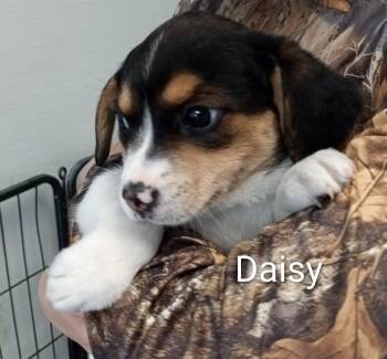 Beagle Dogs Available for Adoption in Maynardville, Tennessee - Daisy | PetCurious