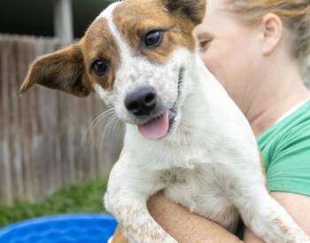 Sweet Pea -  Australian Cattle Dog Blue Heeler and Hound Dog for Adoption in Dyer, Indiana - Sweet Pea | PetCurious