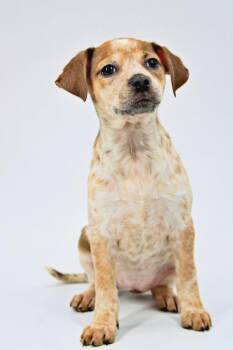 Australian Shepherd and Beagle Dogs Available for Adoption in Morton Grove, Illinois - Poppy | PetCurious