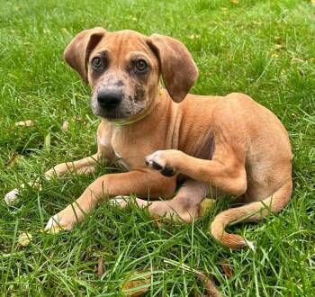 Poppy Mae -  Mixed Breed Dog for Adoption in Clinton, Wisconsin - Poppy Mae | PetCurious