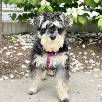 Schnauzer Dogs Available for Adoption in East Hampton, New York - Salt | PetCurious
