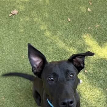 Rowdy -  German Shepherd Dog and Black Labrador Retriever Dog for Adoption - Rowdy | PetCurious