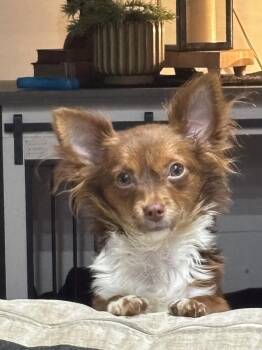 Taffy -  Chihuahua Dog for Adoption in Brownstown, Indiana - Taffy | PetCurious
