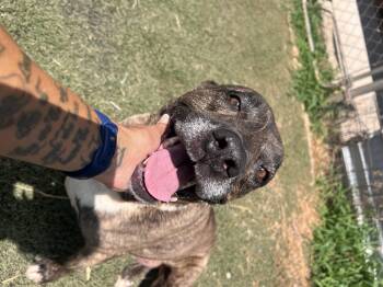 Rescue Mastiff Dogs for Adoption in Blanchard, Oklahoma - Franklin | PetCurious