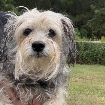 Midge -  Yorkshire Terrier and Mixed Breed Dog for Adoption in North Charleston, South Carolina - Midge | PetCurious