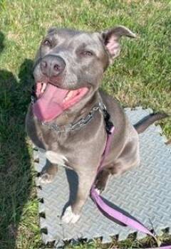 Torvi (aka Willow) -  Pit Bull Terrier and Labrador Retriever Dog for Adoption in Pottstown, Pennsylvania - Torvi (aka Willow) | PetCurious