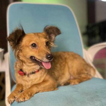 Rescue Chiweenie and Dachshund Dogs for Adoption in Cupertino, California - ROSALEE 18 Months Old | PetCurious