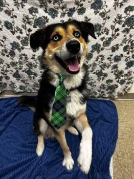 Bruno -  Siberian Husky Dog for Adoption in Hamilton, Ohio - Bruno | PetCurious