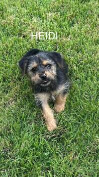 Jack Russell Terrier and Dachshund Dogs Available for Adoption in New Bedford, Massachusetts - Heidi | PetCurious