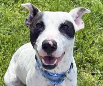 Pit Bull Terrier and Terrier Dogs Available for Adoption in Euclid, Ohio - Punky | PetCurious
