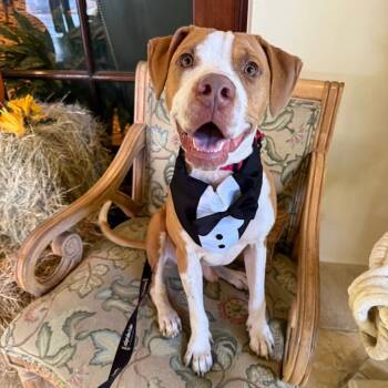 Rescue Hound Dogs for Adoption in Jupiter, Florida - Stetson | PetCurious