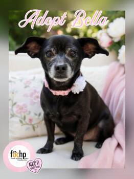 Dachshund Dogs Available for Adoption - Bella | PetCurious