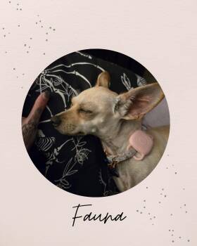 FAUNA -  Chihuahua Dog for Adoption in Coquitlam, British Columbia - FAUNA | PetCurious