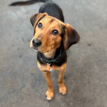 Rescue Beagle and Coonhound Dogs for Adoption in Mundelein, Illinois - Nellie | PetCurious