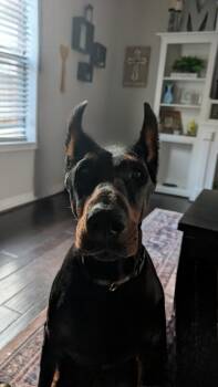 Rescue Doberman Pinscher Dogs for Adoption in Benbrook, Texas - Fraya | PetCurious