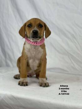 German Shepherd Dog and Labrador Retriever Dogs Available for Adoption - Athena The Shepherd Mix Puppy! | PetCurious