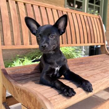 Anita -  Chihuahua Dog for Adoption in Agoura Hills, California - Anita | PetCurious