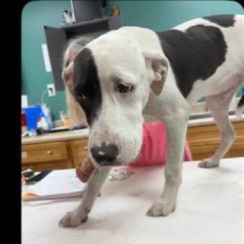 Rubble -  Retriever Dog for Adoption in Starkville, Mississippi - Rubble | PetCurious