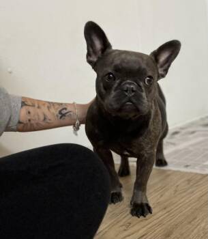 Rescue French Bulldog Dogs for Adoption in Madison Heights, Michigan - Minnie | PetCurious