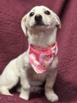 Dachshund and Chihuahua Dogs Available for Adoption - Piggly  | PetCurious