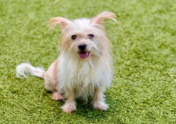 Matilda -  Shih Tzu Dog for Adoption in Breinigsville, Pennsylvania - Matilda | PetCurious