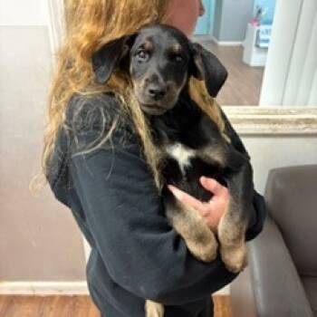 Rescue Doberman Pinscher Dogs for Adoption in St. Louis, Missouri - Torque | PetCurious