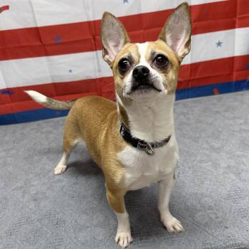 Jinkies -  Chihuahua and Jack Russell Terrier Dog for Adoption in Urbana, Ohio - Jinkies | PetCurious
