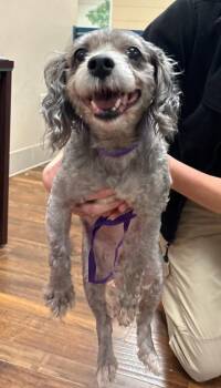 Schnoodle Dogs Available for Adoption - Leila | PetCurious