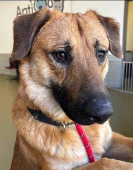 German Shepherd Dog Dogs Available for Adoption in Hoffman Estates, Illinois - Thorston | PetCurious