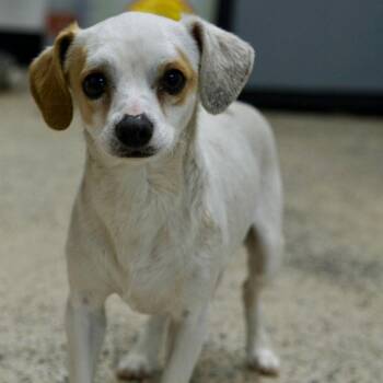 Chihuahua Dogs Available for Adoption in St. George, Utah - Hank | PetCurious