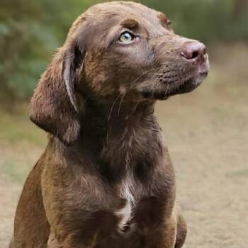 Chocolate Mousse -  Chocolate Labrador Retriever Dog for Adoption in Bethpage, New York - Chocolate Mousse | PetCurious