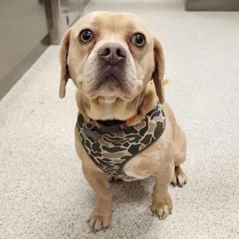 Mixed Breed Dogs Available for Adoption in Cooperstown, New York - Kratos  | PetCurious