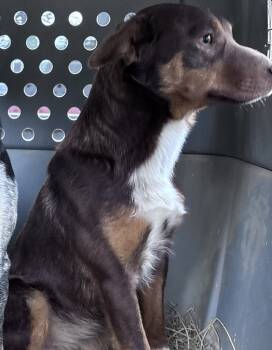 Rescue Labrador Retriever and Australian Cattle Dog Blue Heeler Dogs for Adoption in Thompson Falls, Montana - Bourbon | PetCurious
