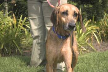 Brandy -  Treeing Walker Coonhound and Mixed Breed Dog for Adoption in Brunswick, Georgia - Brandy | PetCurious
