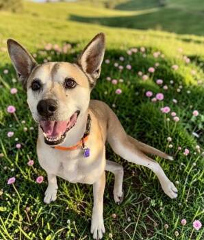 Paisley -  Mixed Breed Dog for Adoption in Carson City, Nevada - Paisley | PetCurious